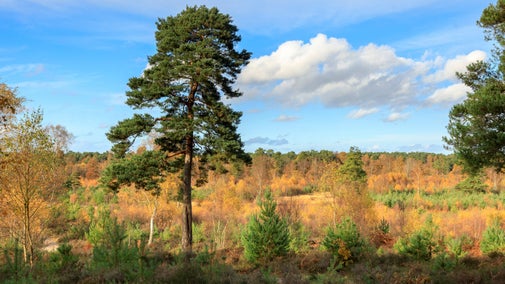 Tree and heathland at Witley and Milford Commons, Surrey